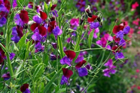 Picture of Sweet Peas